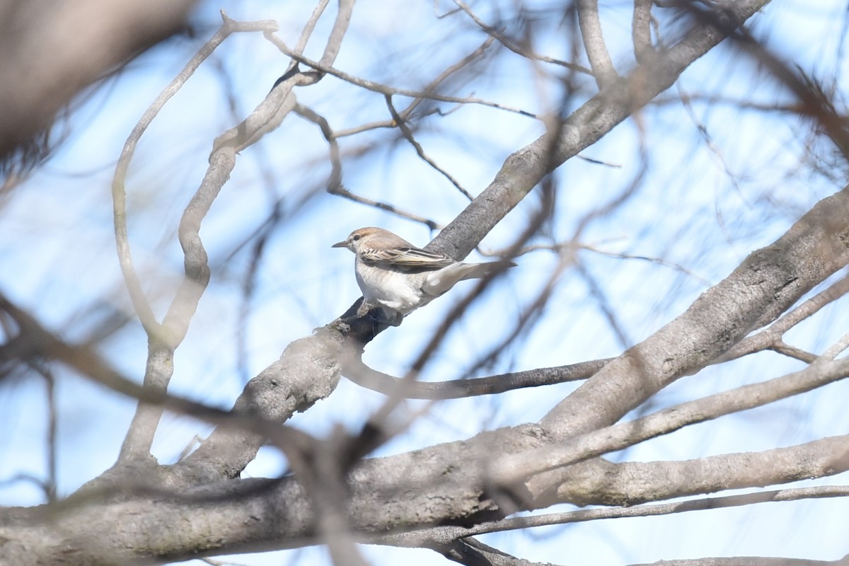 White-winged Triller - ML644795107