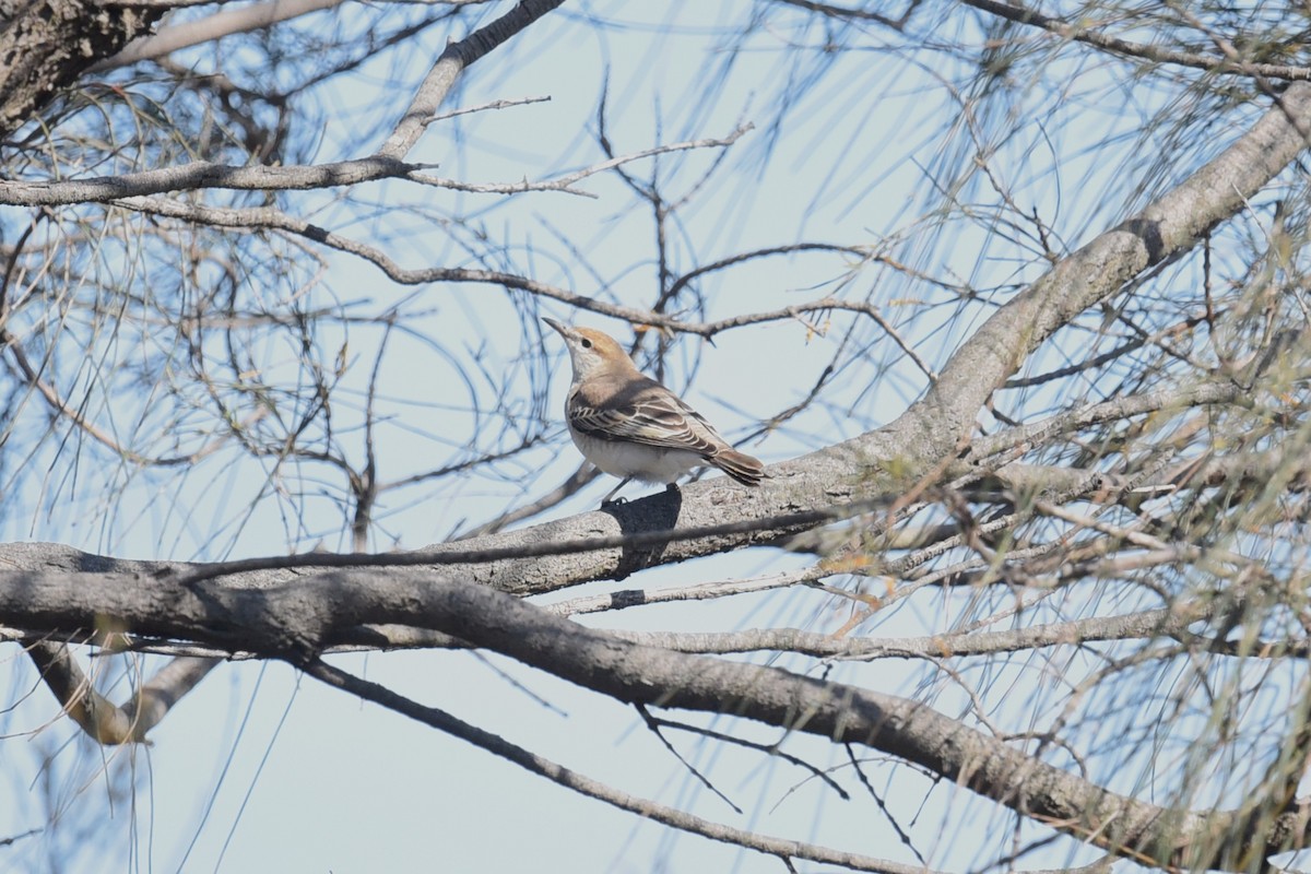 White-winged Triller - ML644795108