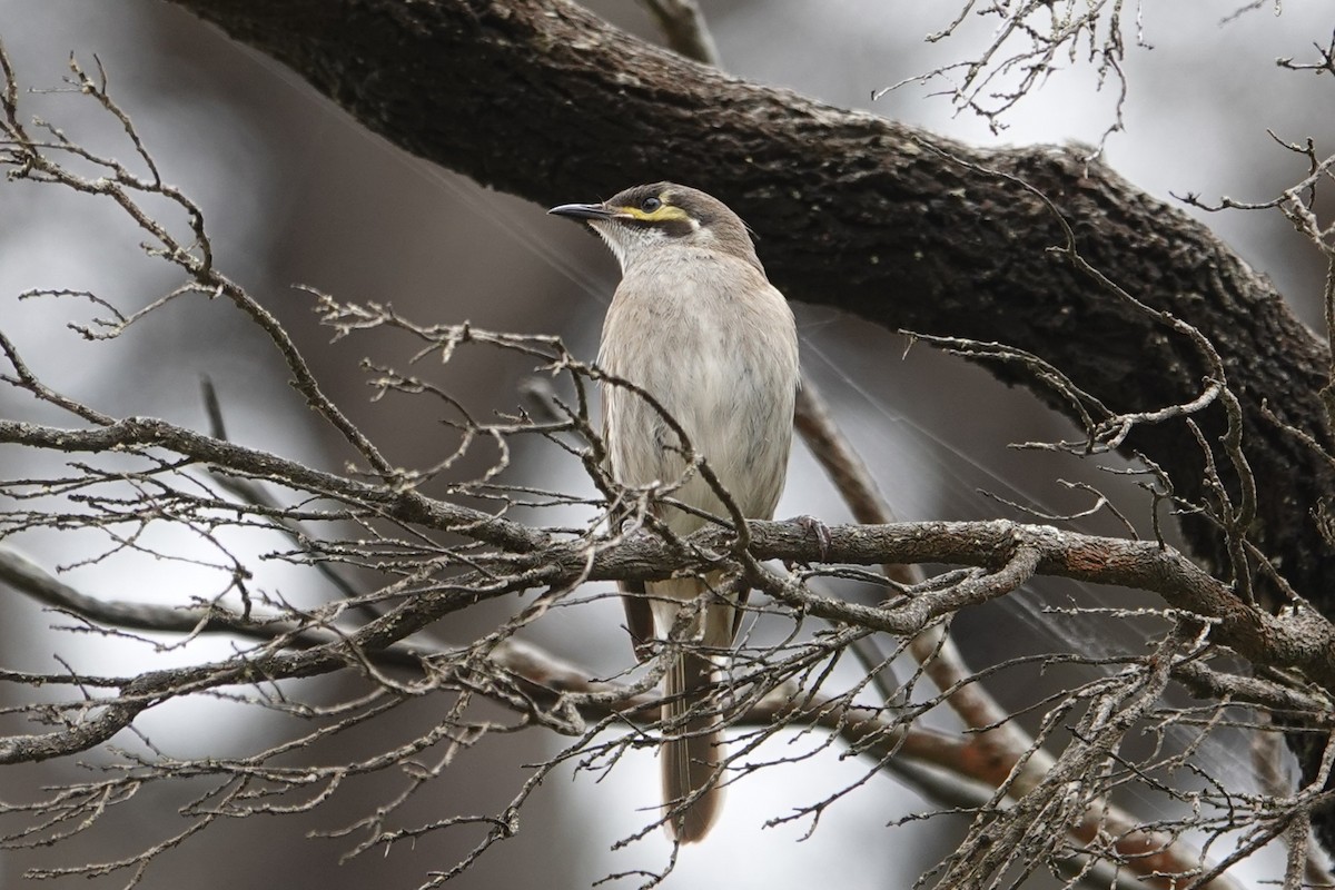 Yellow-faced Honeyeater - ML644795112