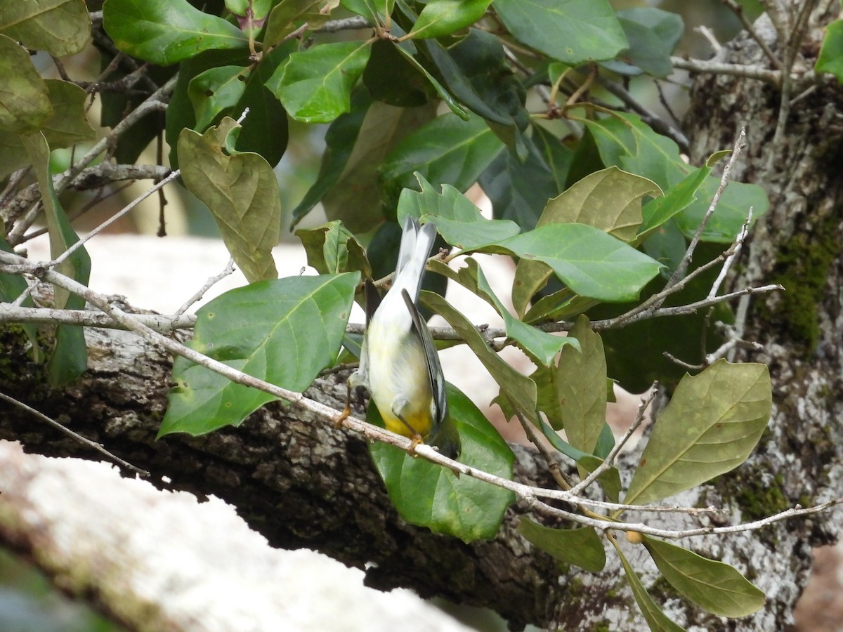 פרולה צפונית - ML644795113