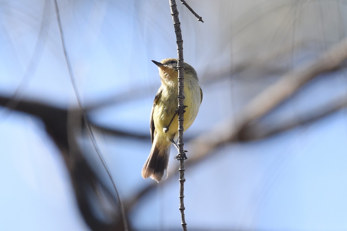 Yellow Thornbill - ML644795114