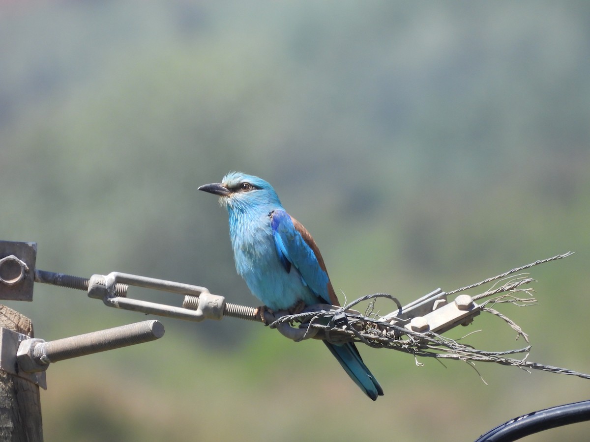 כחל מצוי - ML644795115