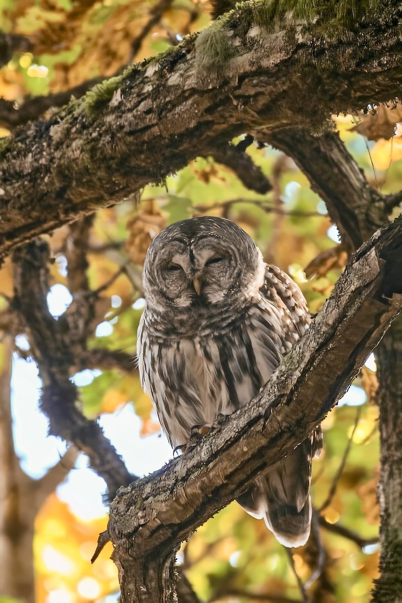 Barred Owl - ML644795116