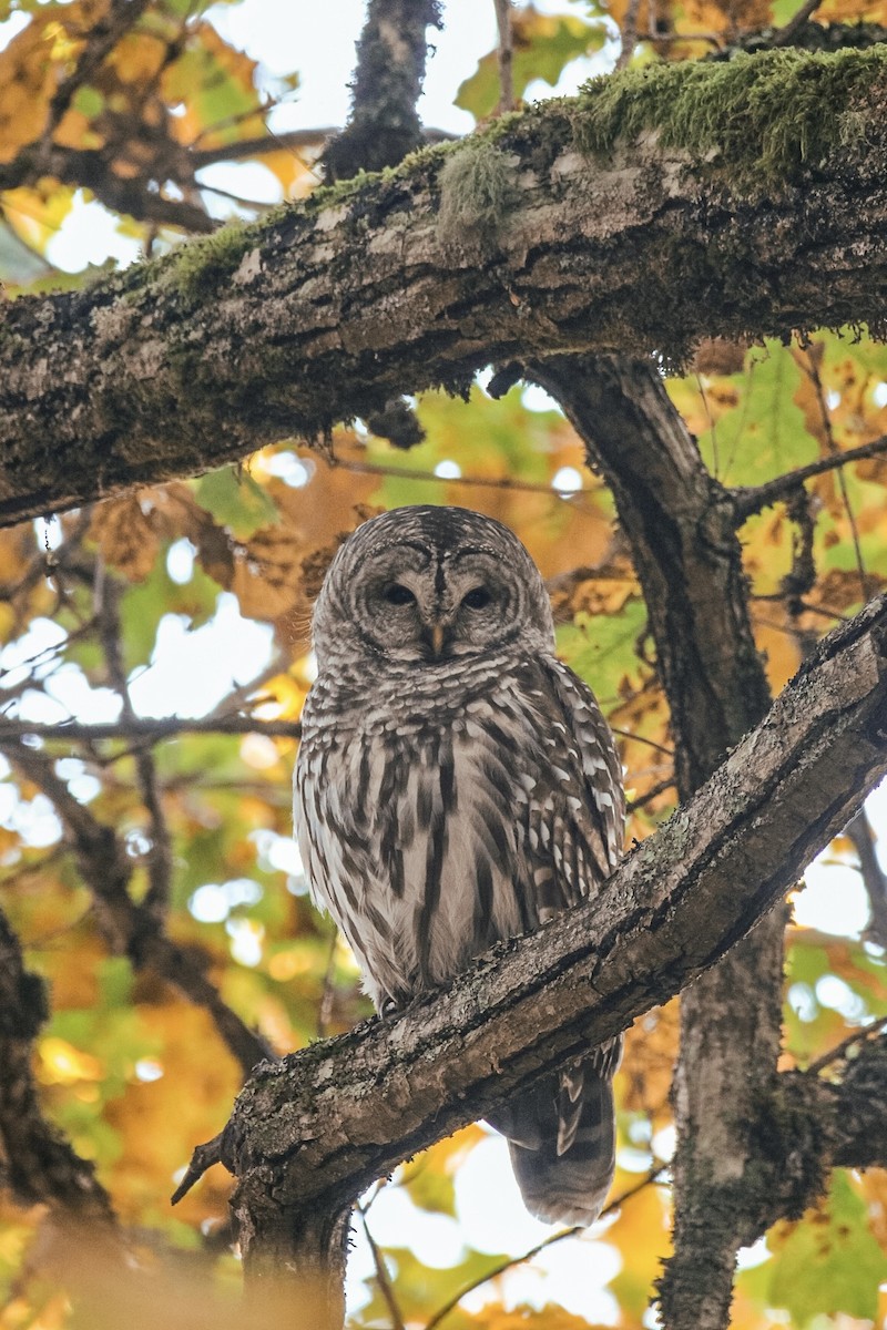 Barred Owl - ML644795117