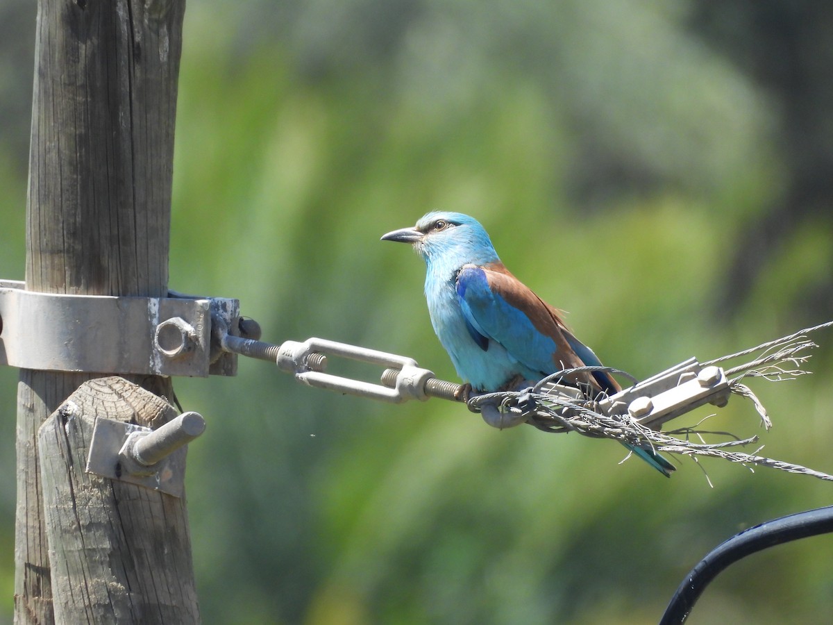 כחל מצוי - ML644795118