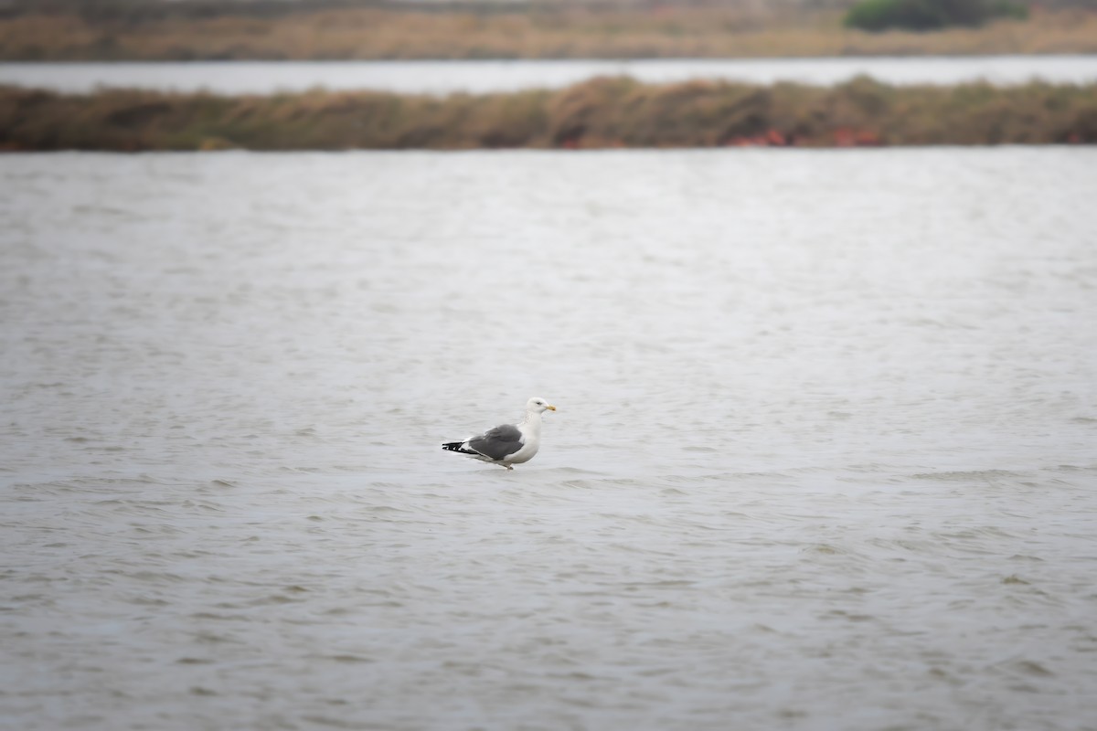 שחף שחור - ML644795120