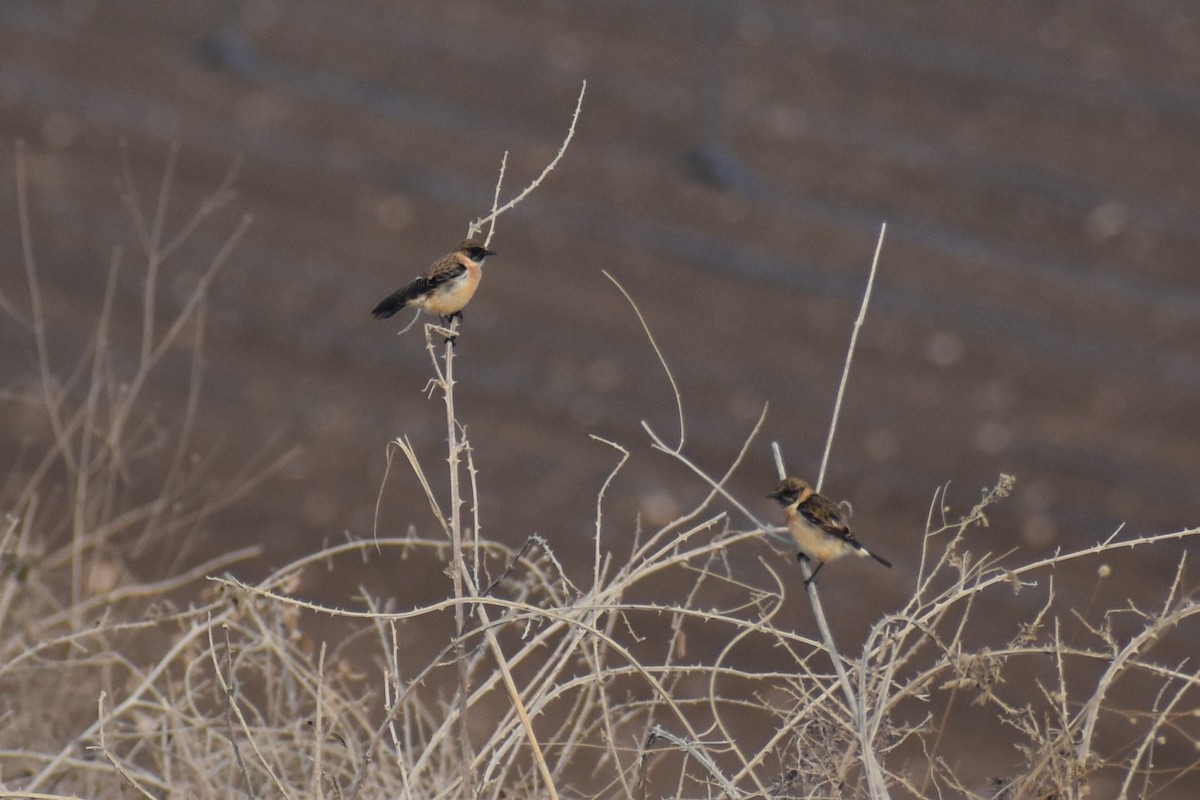 דוחל מזרחי (כספי) - ML644795121