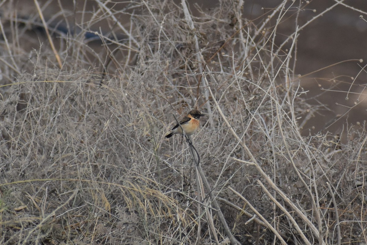 דוחל מזרחי (כספי) - ML644795123
