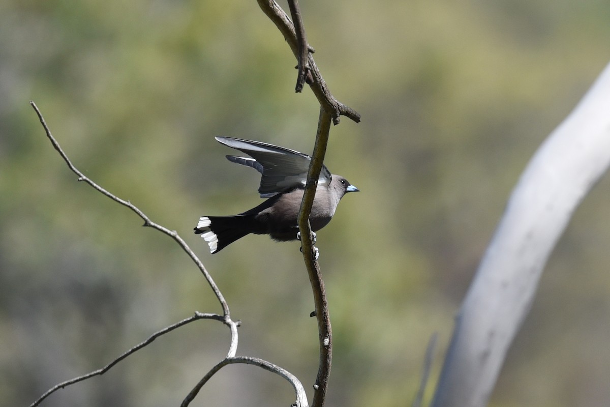 Dusky Woodswallow - ML644795124
