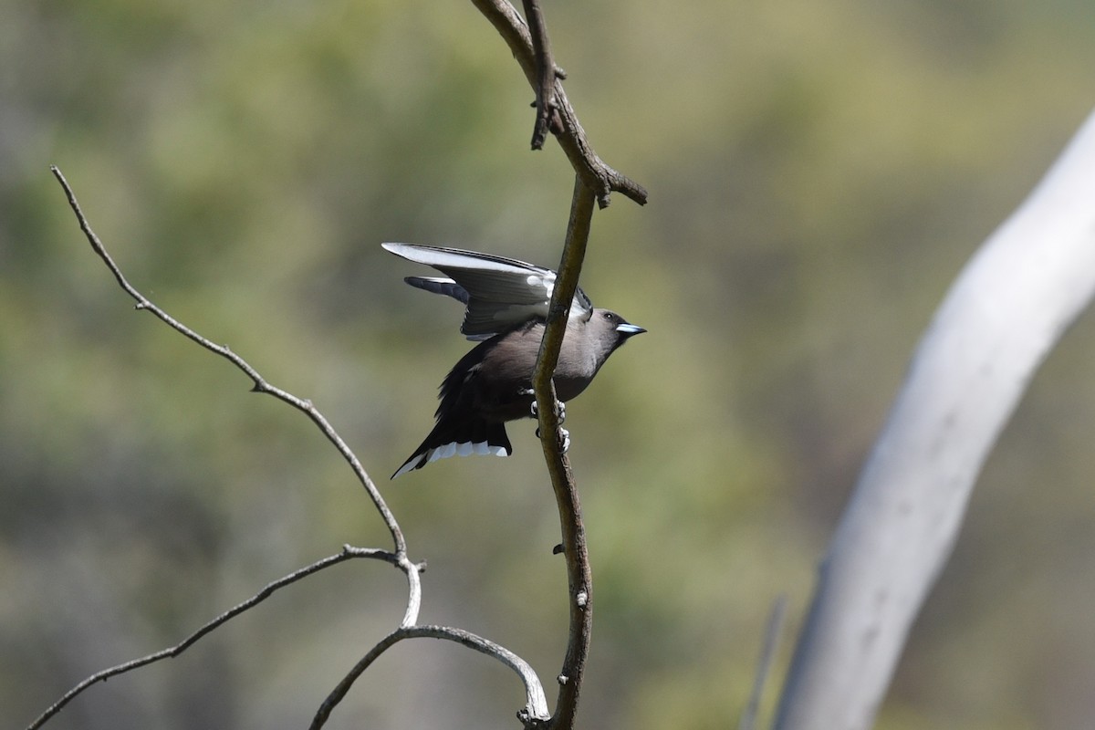 Dusky Woodswallow - ML644795126