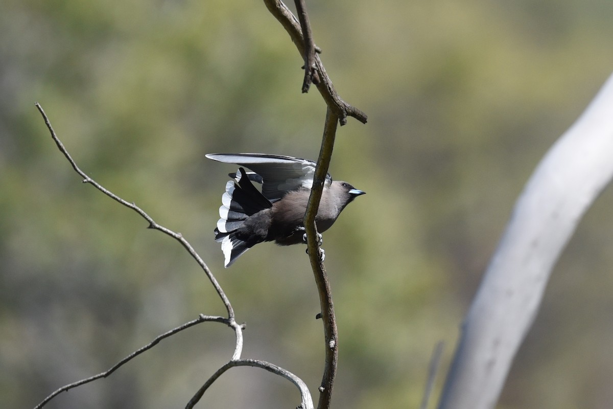 Dusky Woodswallow - ML644795127