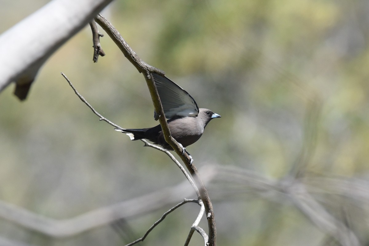 Dusky Woodswallow - ML644795128