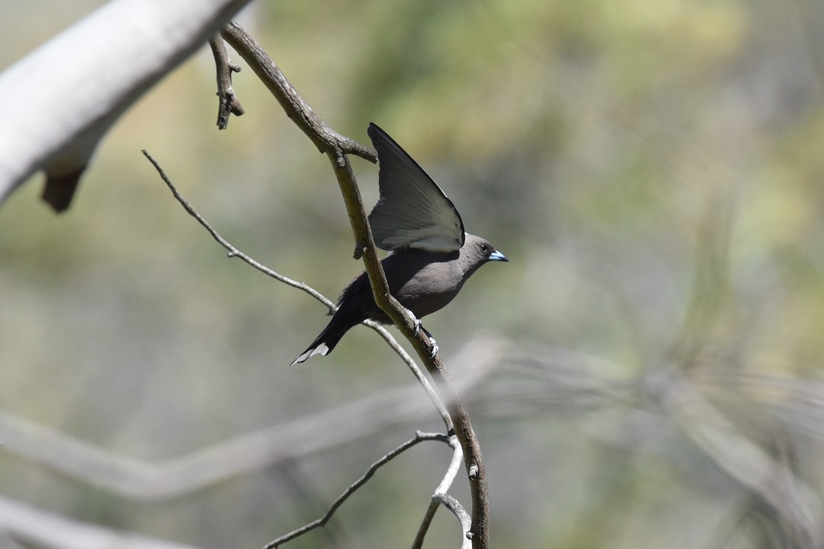 Dusky Woodswallow - ML644795129