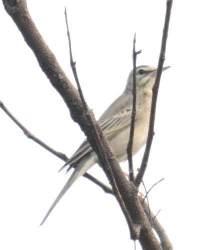 פפיון צהוב - ML644795132