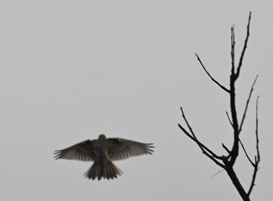 פפיון צהוב - ML644795133