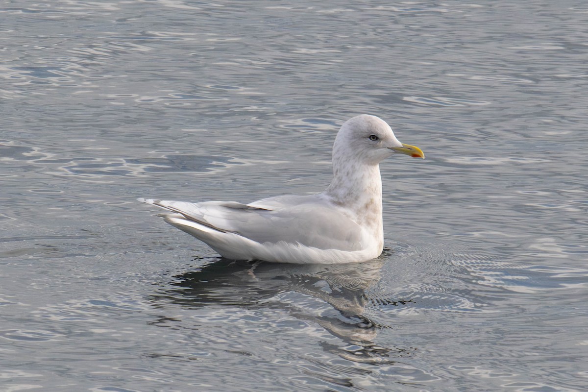 שחף איסלנדי - ML644795134