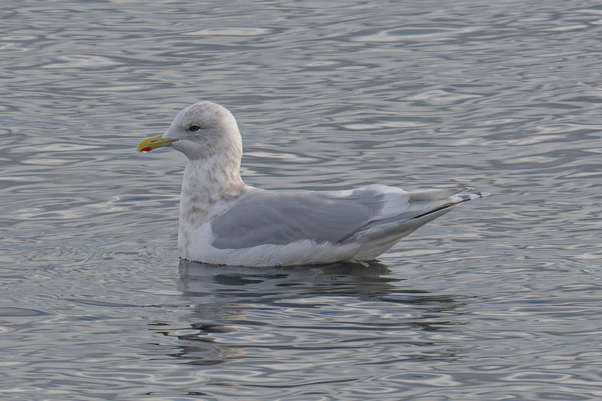 שחף איסלנדי - ML644795135