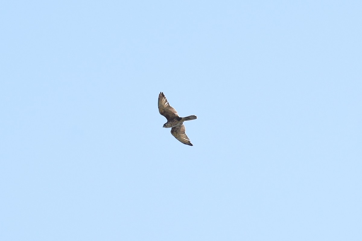 Brown Falcon - ML644795136