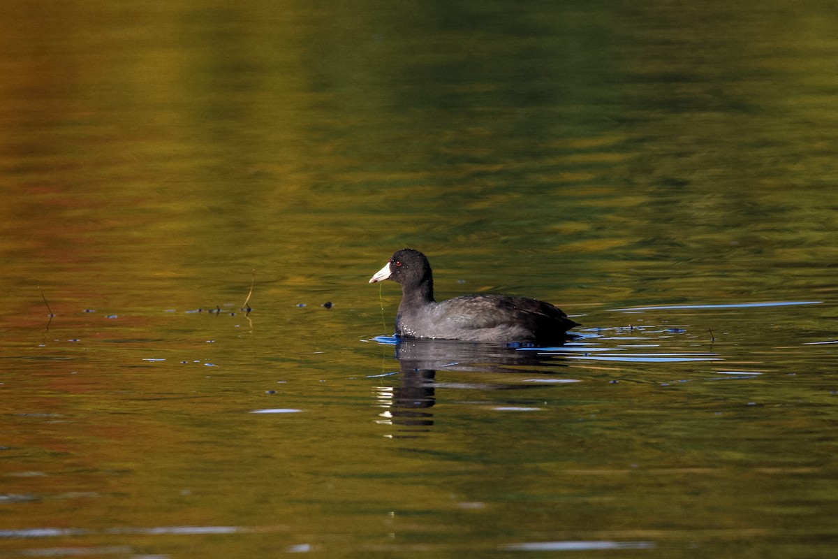 אגמית אמריקנית - ML644795137