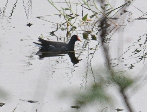 סופית - ML644795138