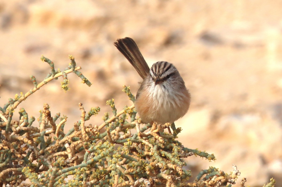 Scrub Warbler - ML644795140