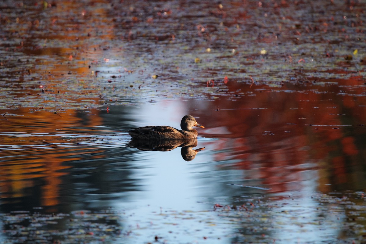 Mallard - ML644795145