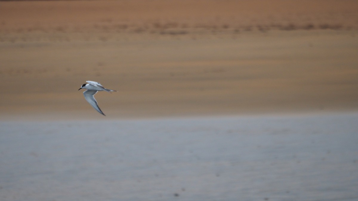 燕鷗 - ML644795147