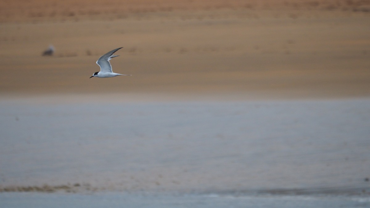 燕鷗 - ML644795148