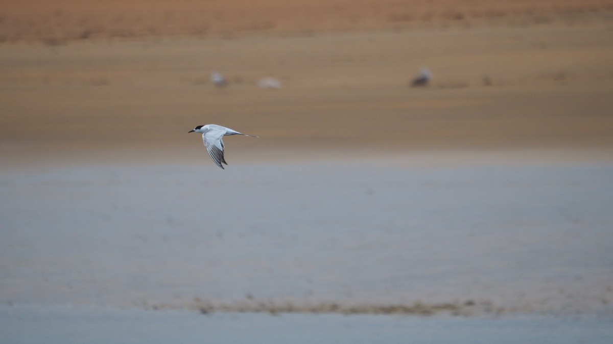 燕鷗 - ML644795151