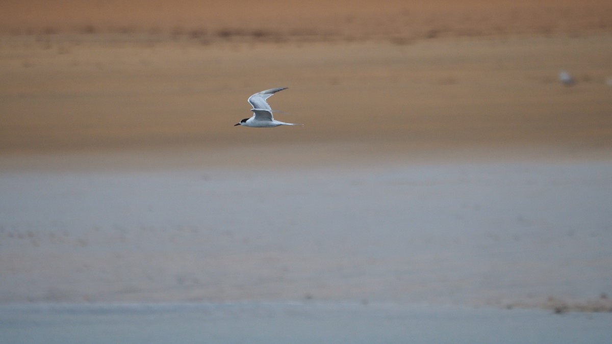 燕鷗 - ML644795153