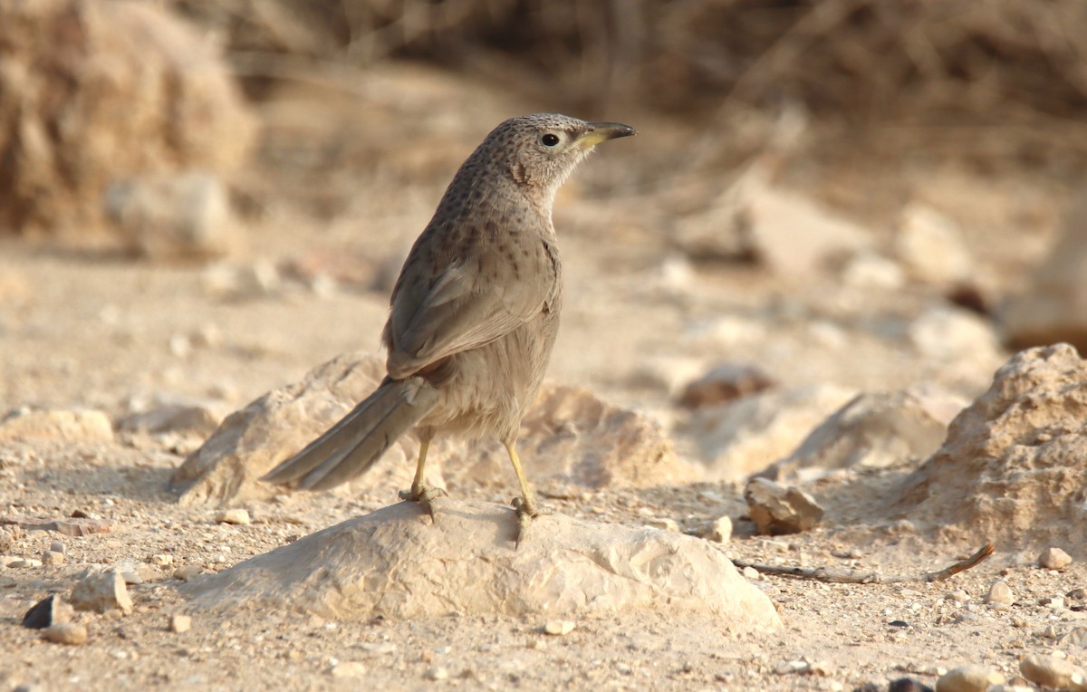 Arabian Babbler - ML644795154