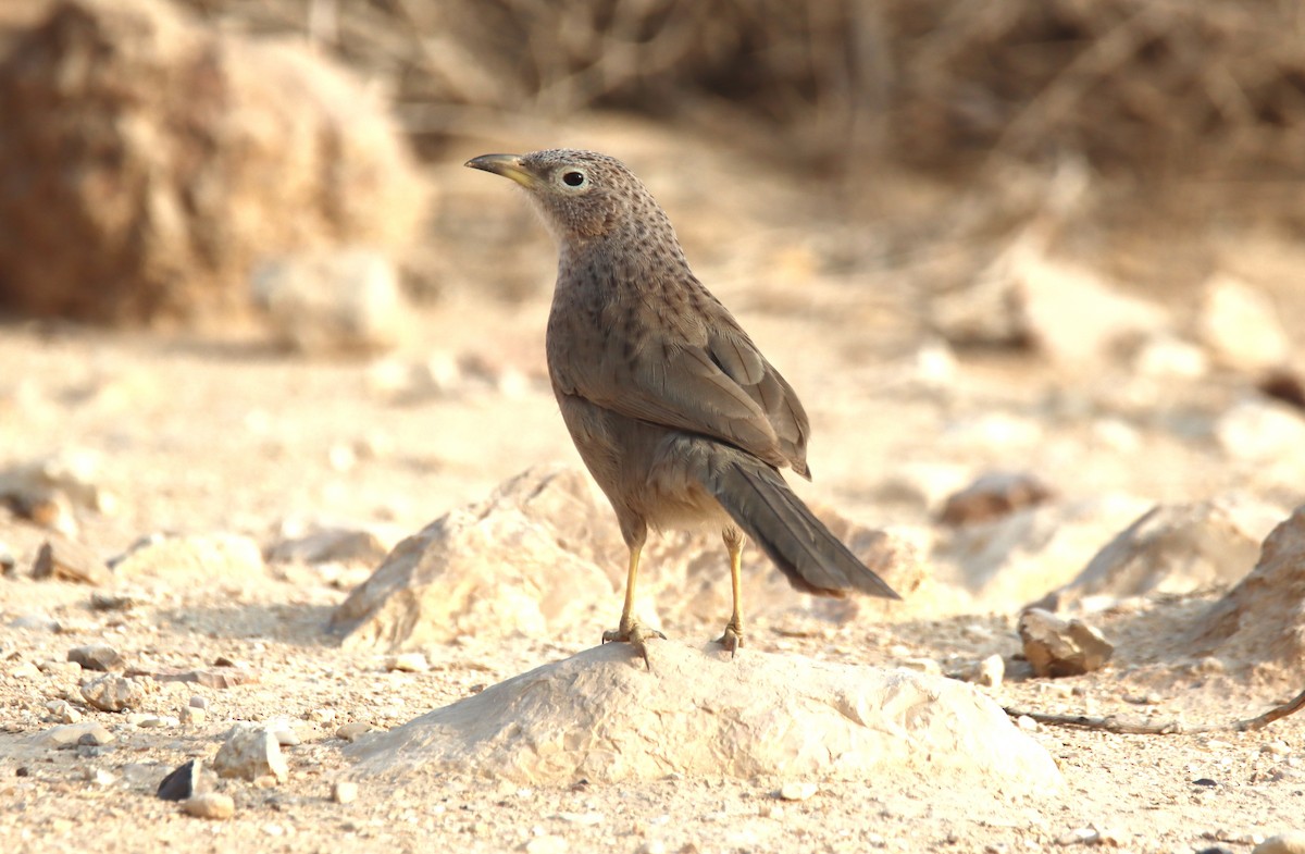 Arabian Babbler - ML644795168