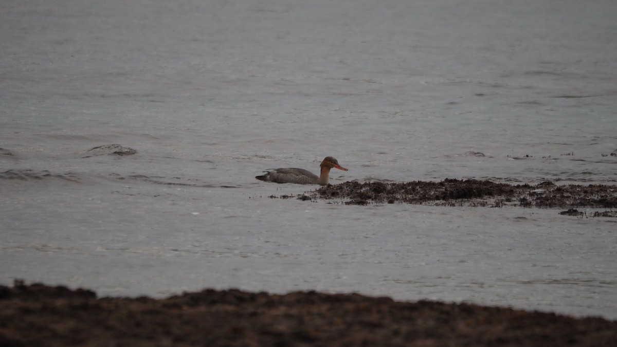 Tarakdiş - ML644795169