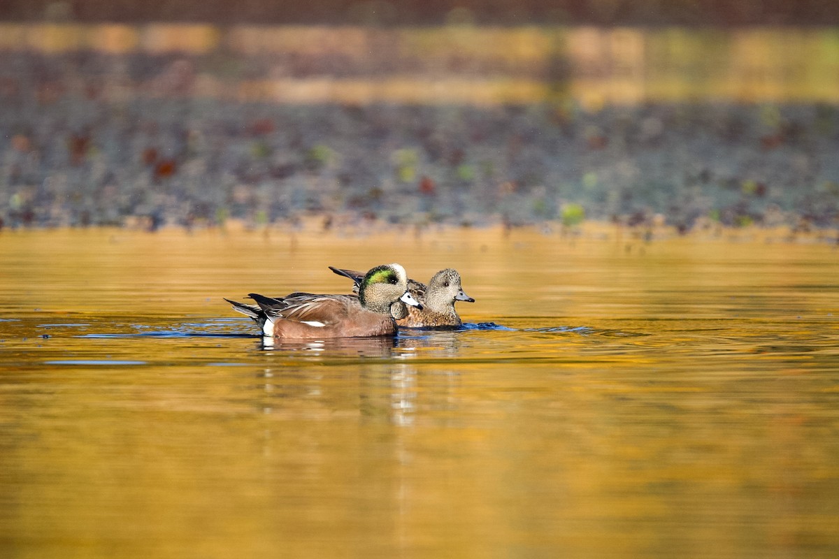 Свищ американський - ML644795174