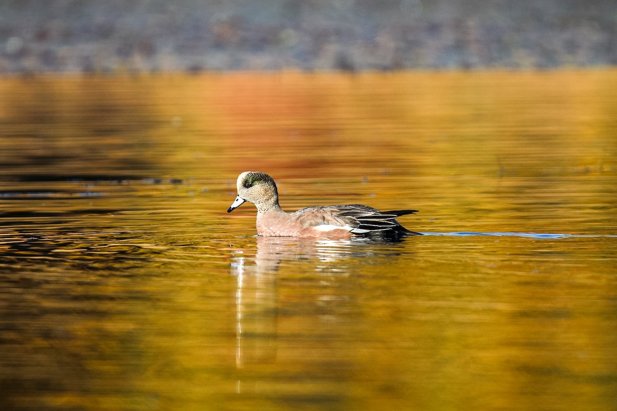 Свищ американський - ML644795175