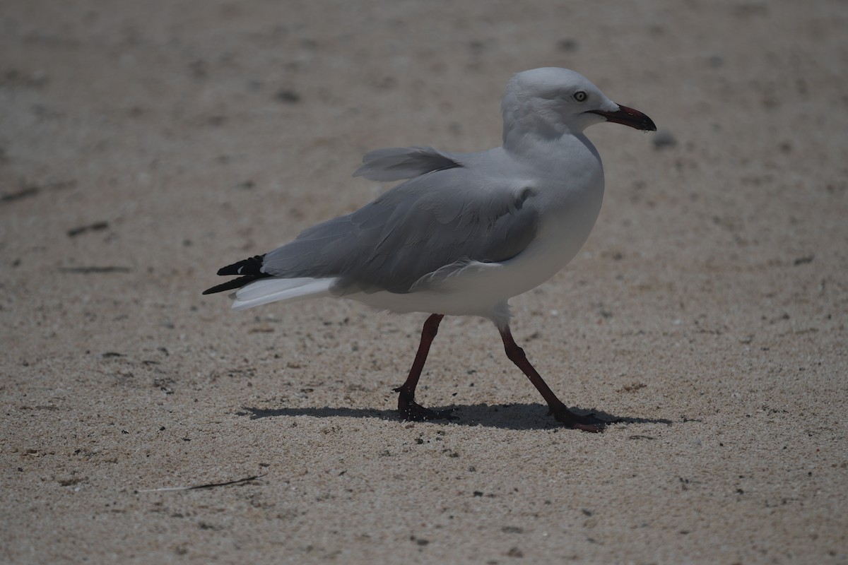 racek australský - ML644795177