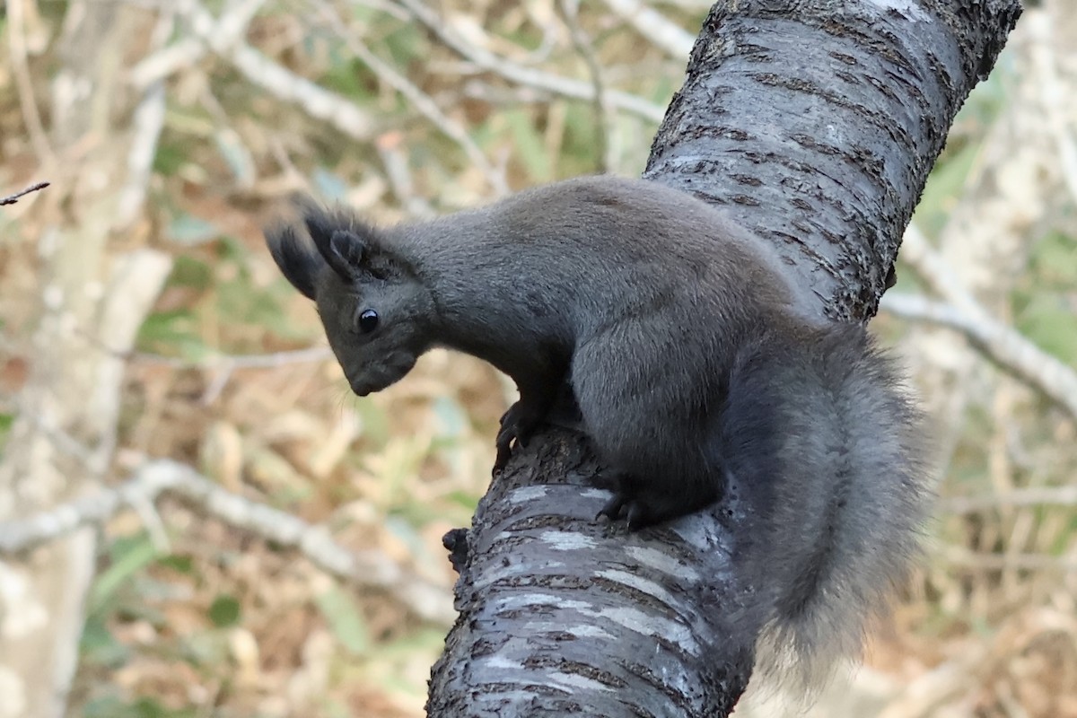 Ardilla Roja - ML644795178