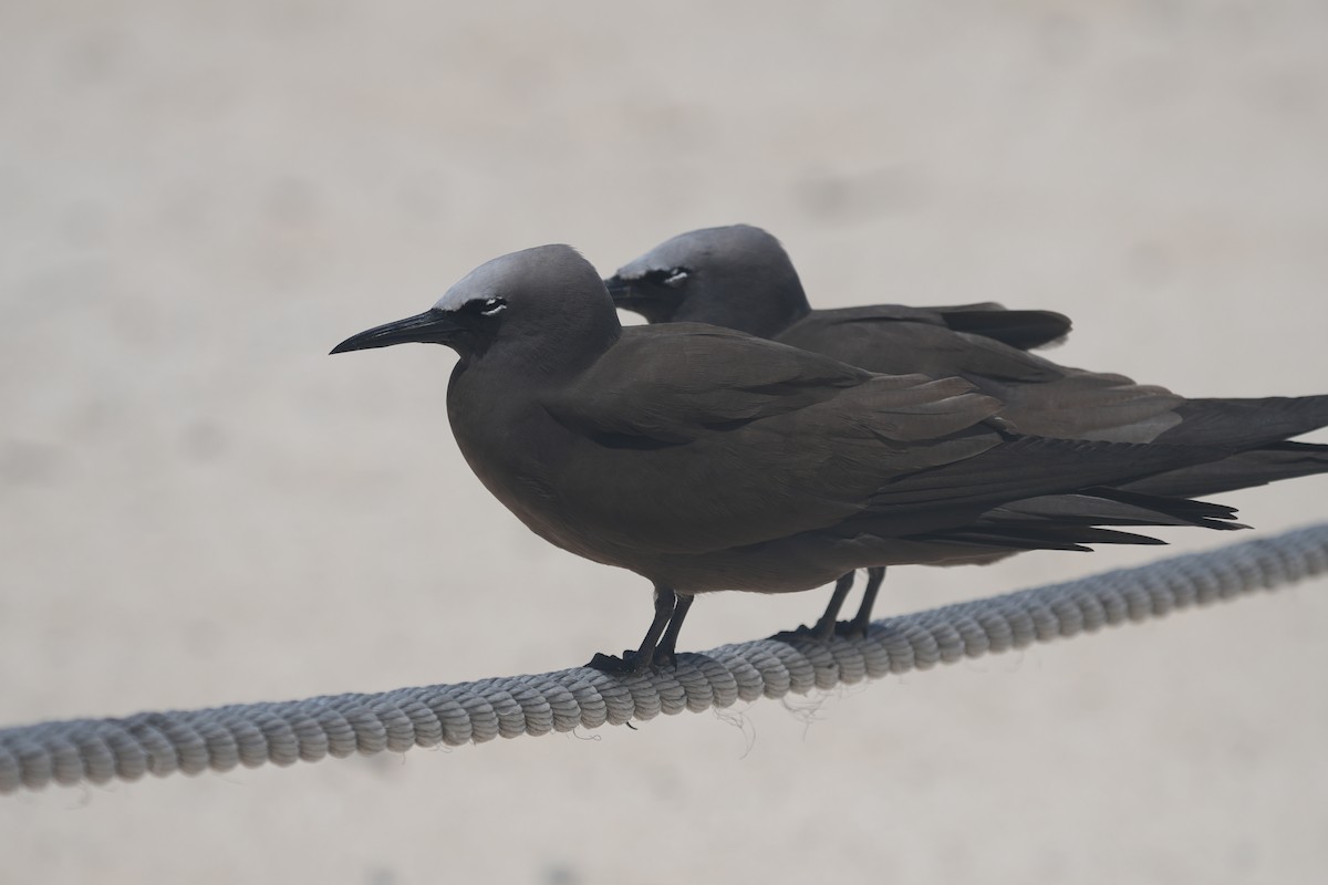 nody obecný - ML644795180