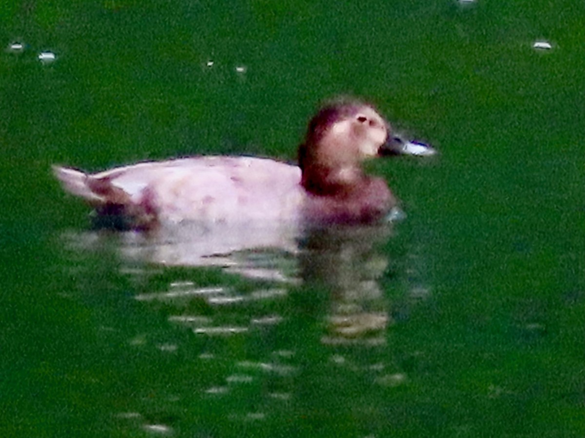 Common Pochard - ML644795182