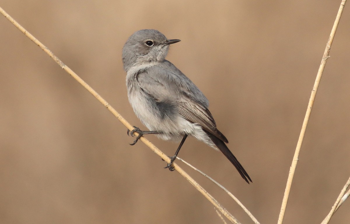 Blackstart - ML644795184