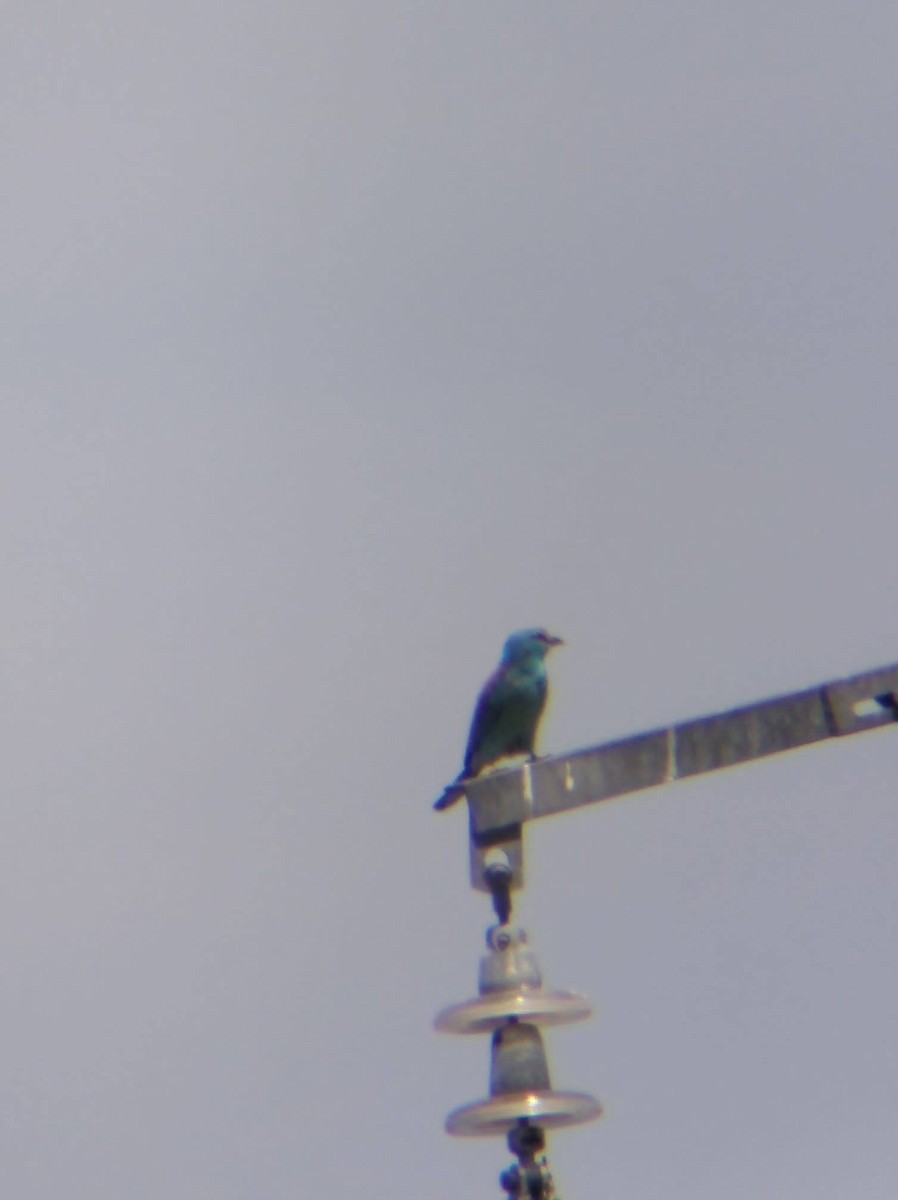 Carraca Europea - ML644795192