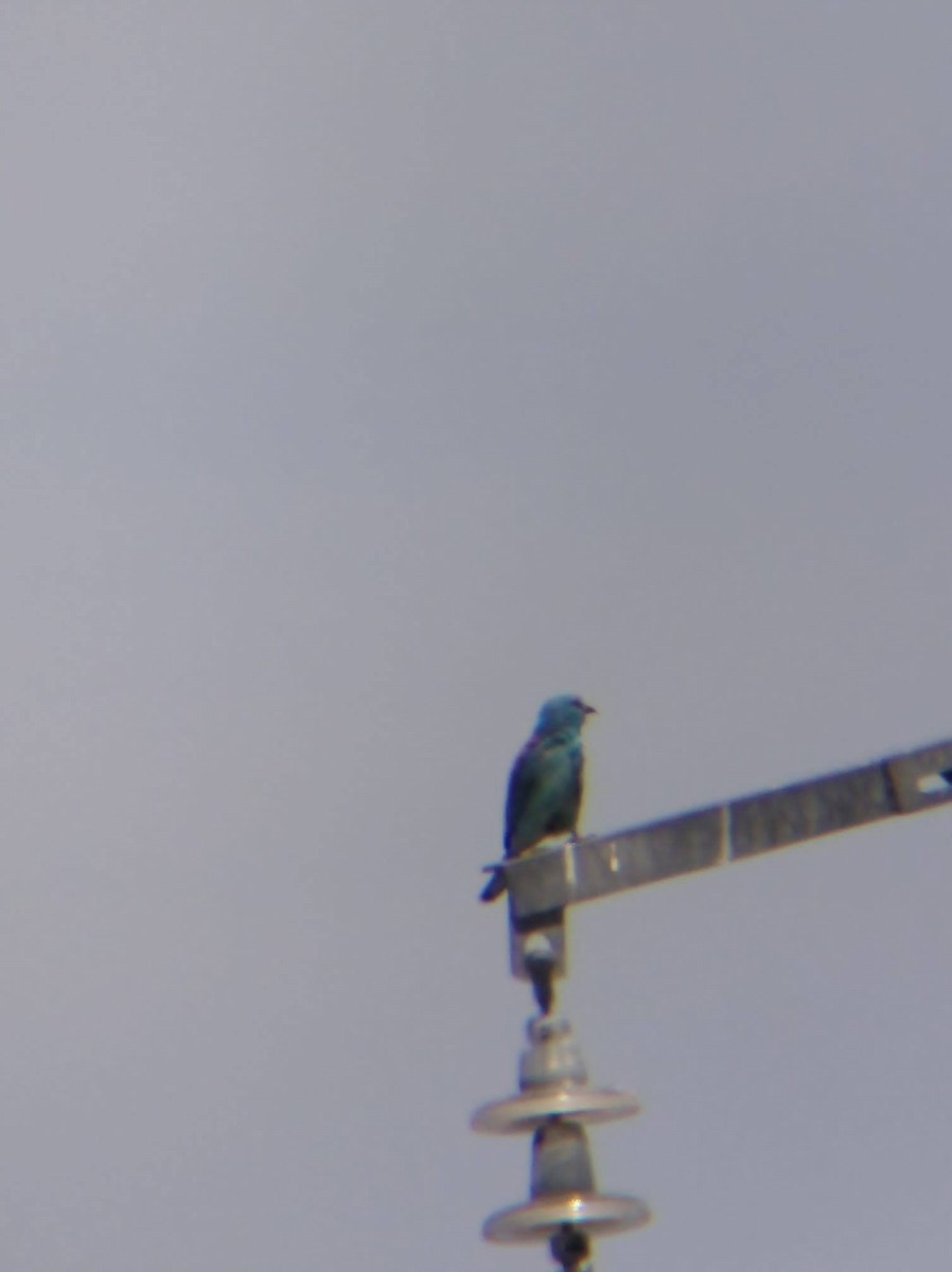 Carraca Europea - ML644795193