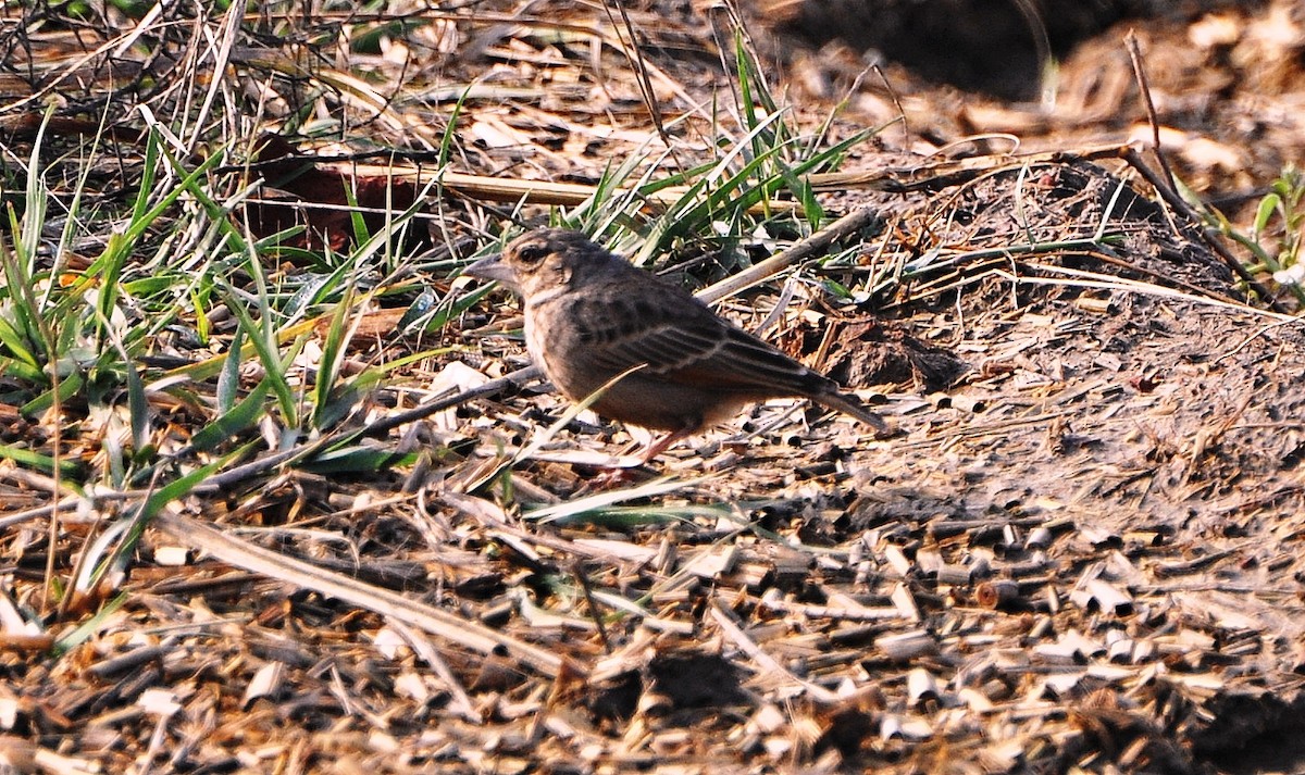 skřivan rezavokřídlý - ML644795197