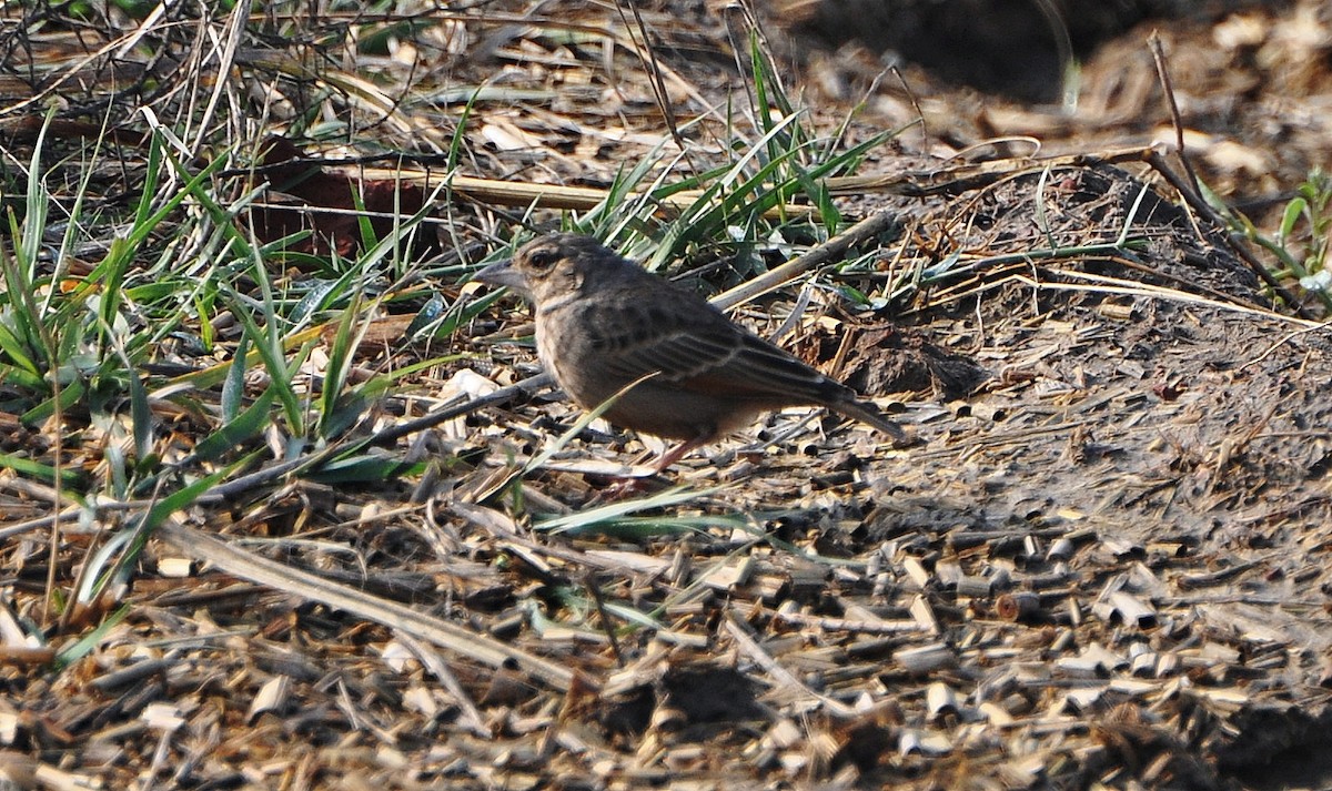 skřivan rezavokřídlý - ML644795198