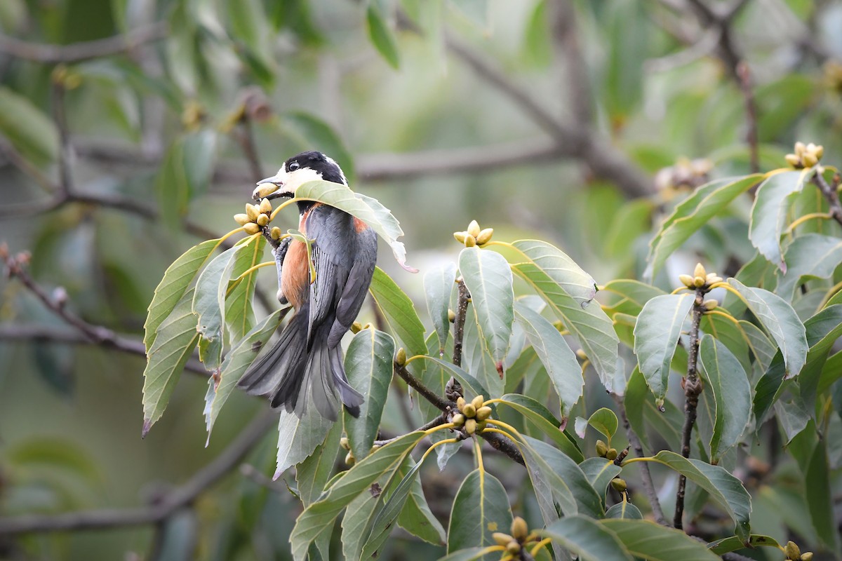 sýkora proměnlivá - ML644795201