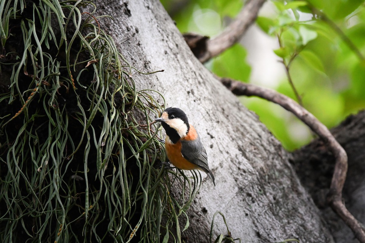 sýkora proměnlivá - ML644795202