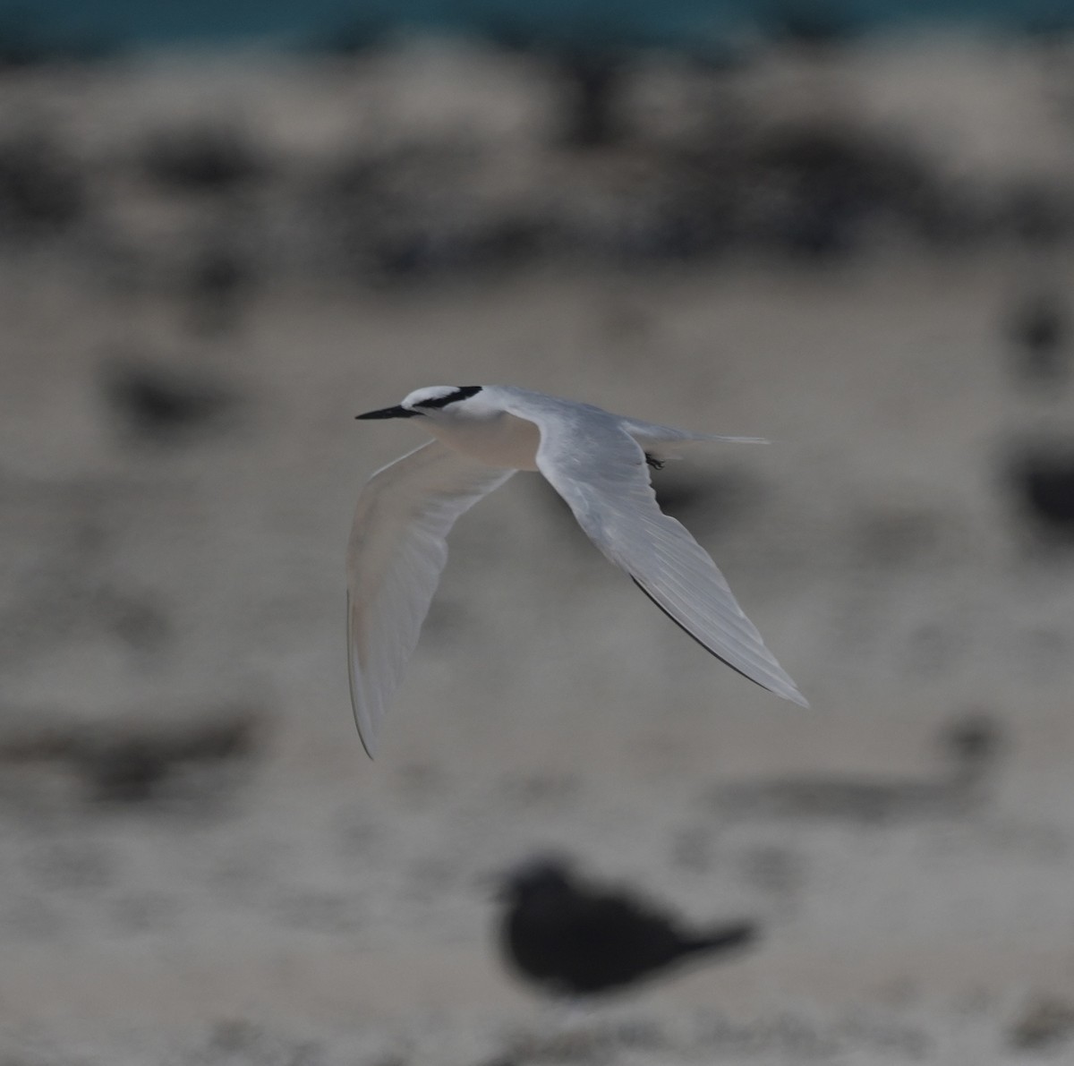 rybák bělotemenný - ML644795204