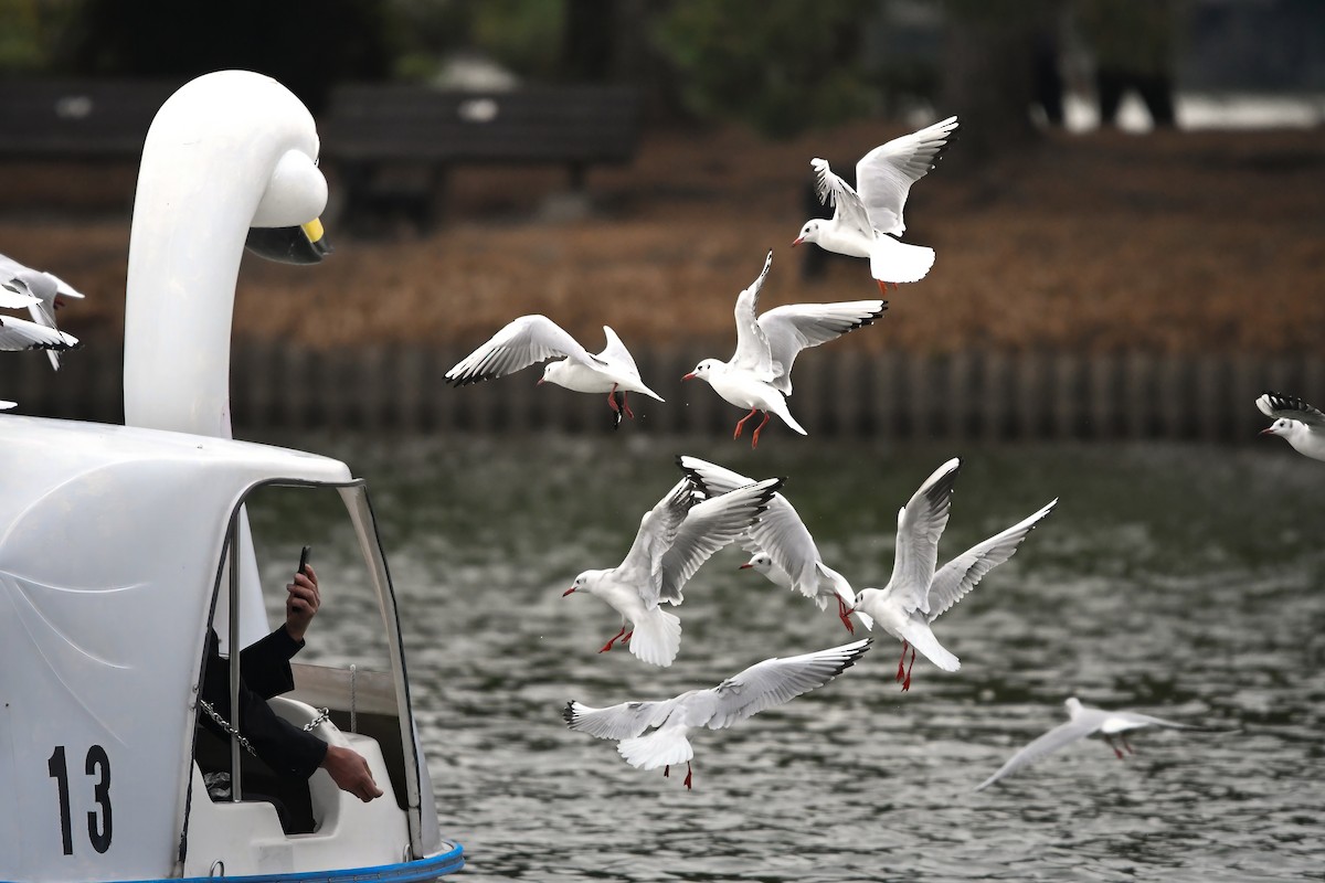 racek chechtavý - ML644795205