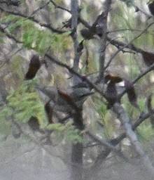 old world warbler sp. - ML644795207