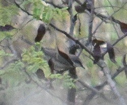 old world warbler sp. - ML644795208